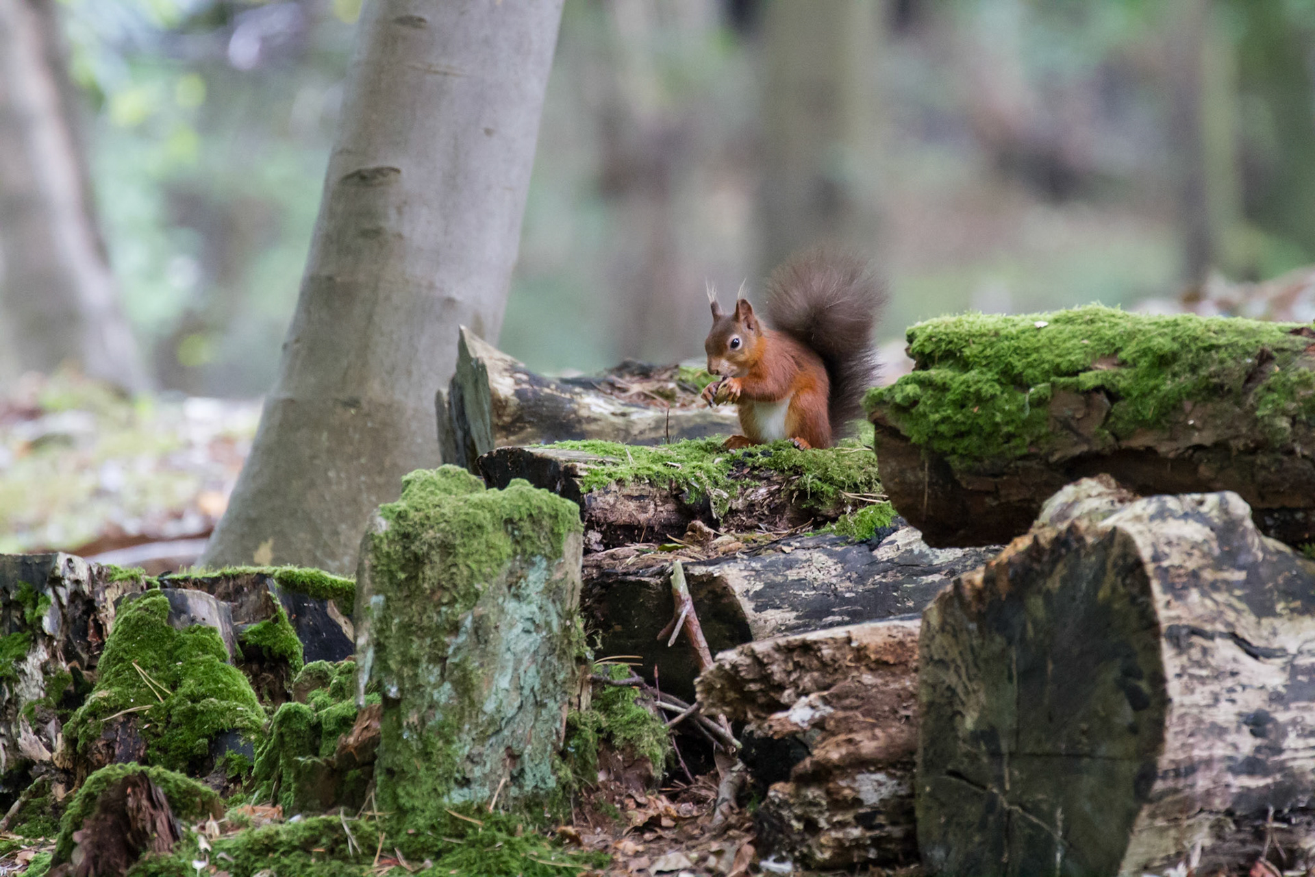 Red squirrel in the woods, Brownsea Island