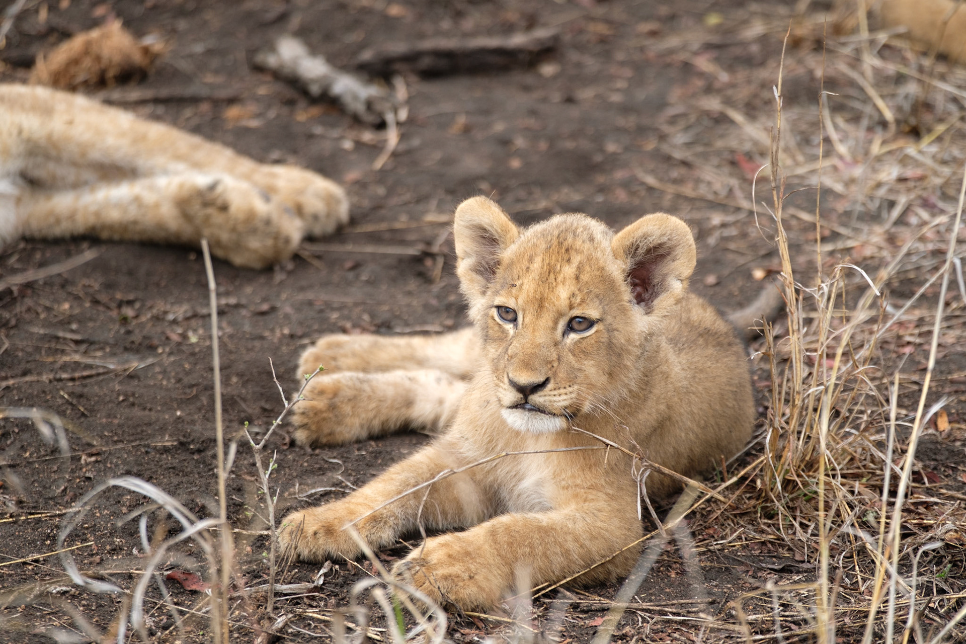 Lion cub (2-3 months old)