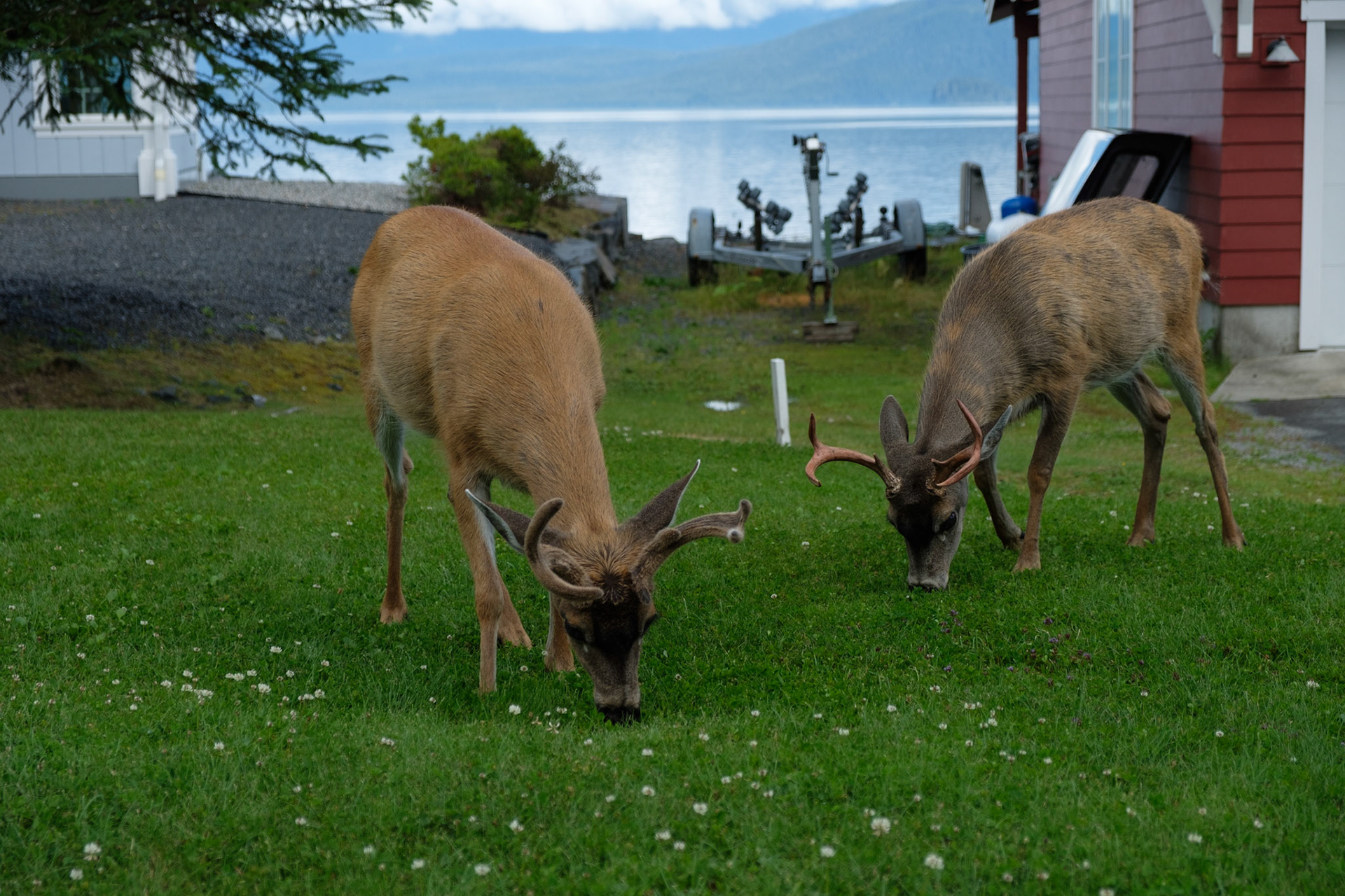 Deer grazing on a front lawn