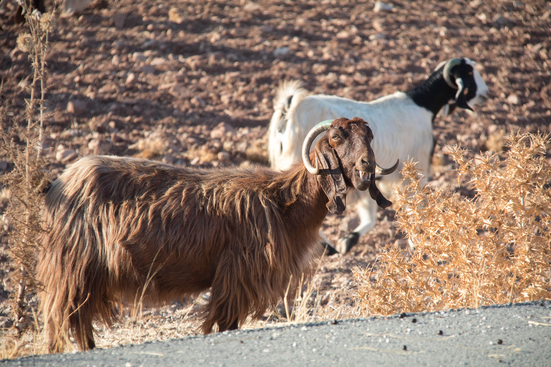 Goats crossing