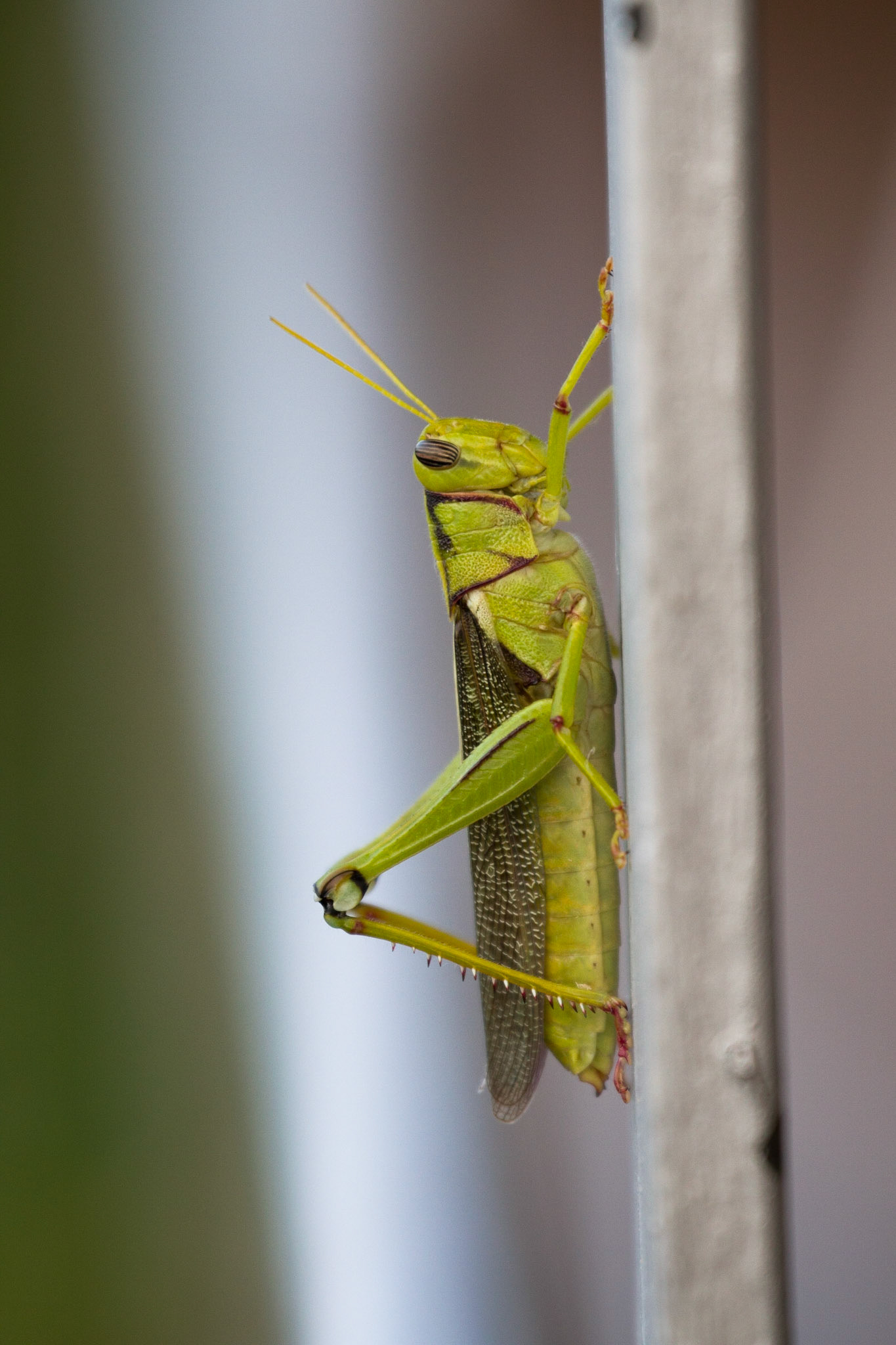 Locust on the deck railing at Lebombo