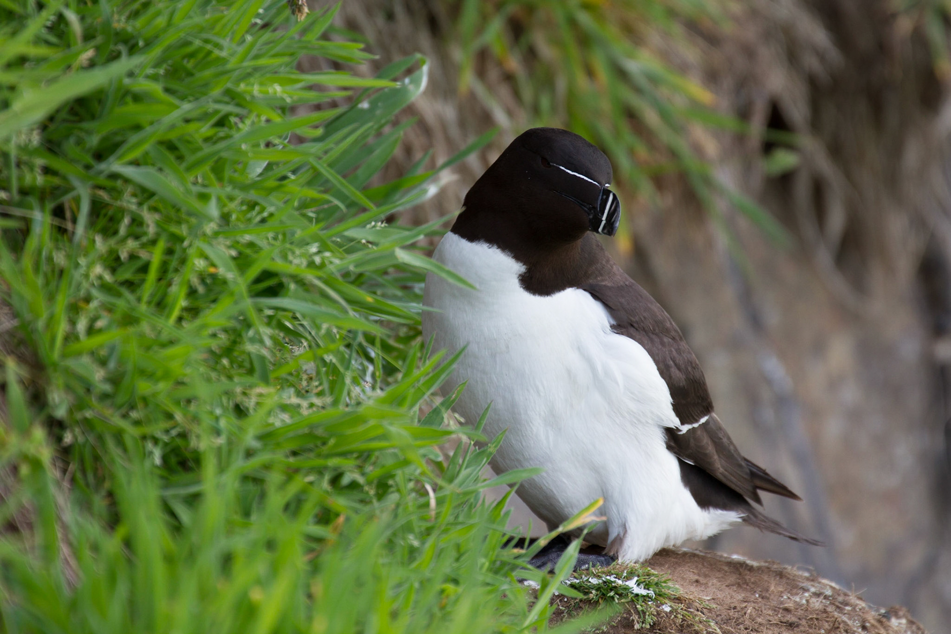 Razorbill