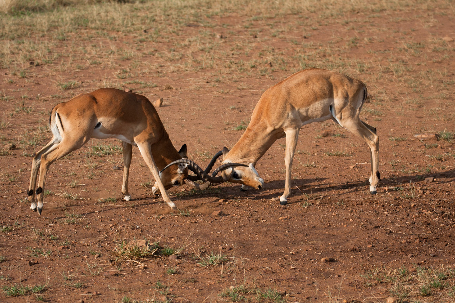 Male impalas fighting