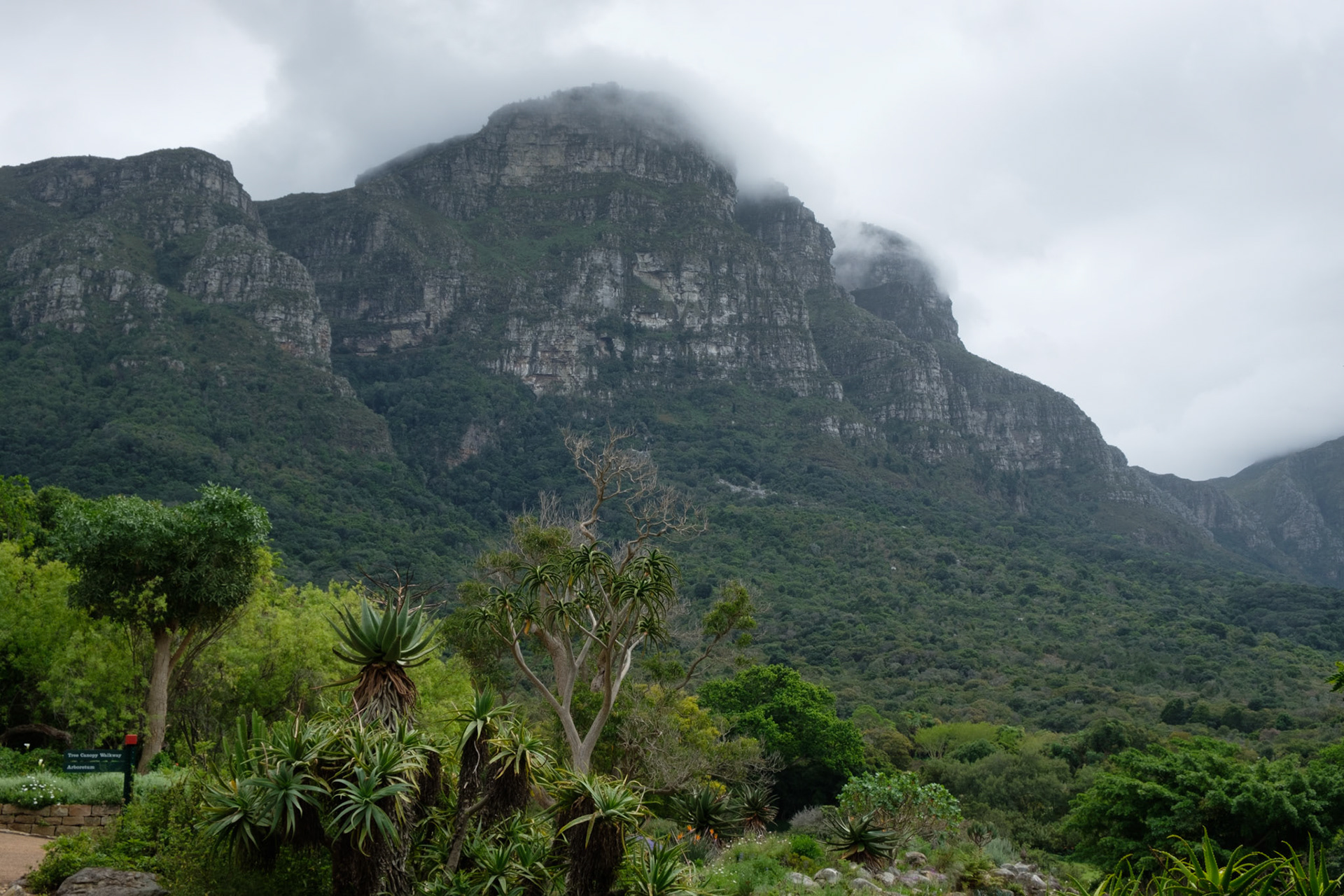 Kirstenbosch and Table Mountain