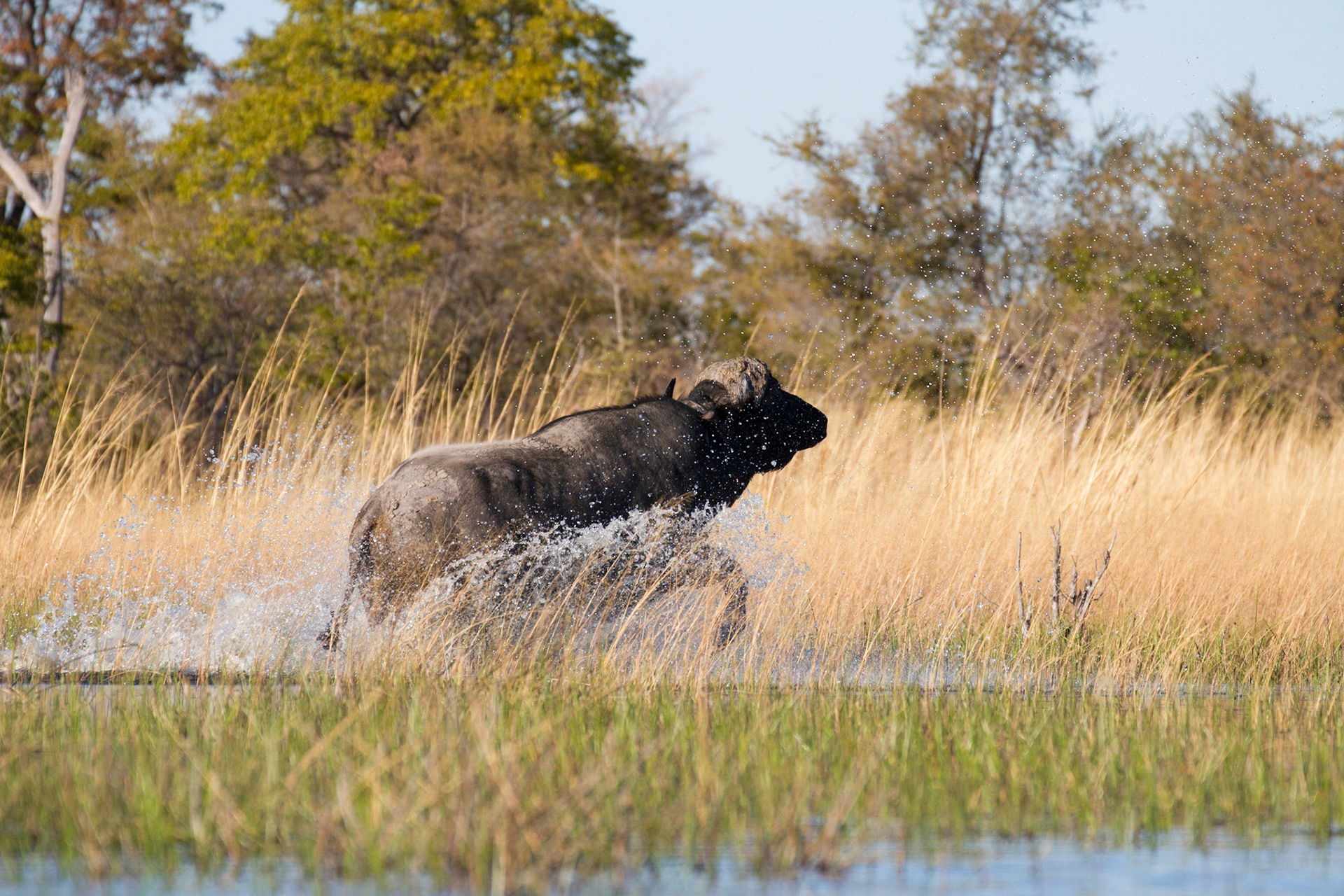 Buffalo running away from us!