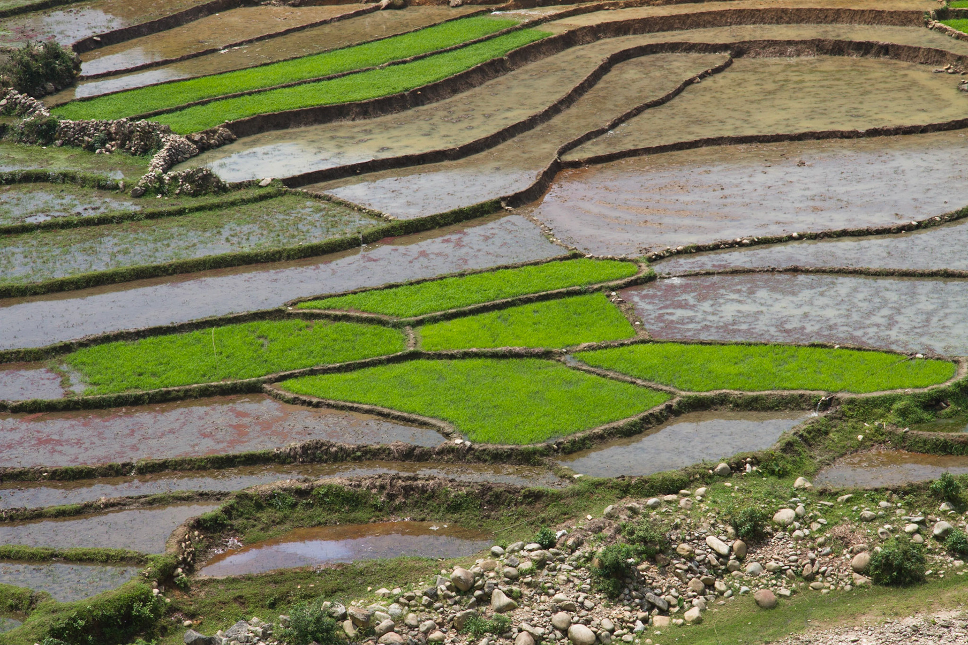Rice fields