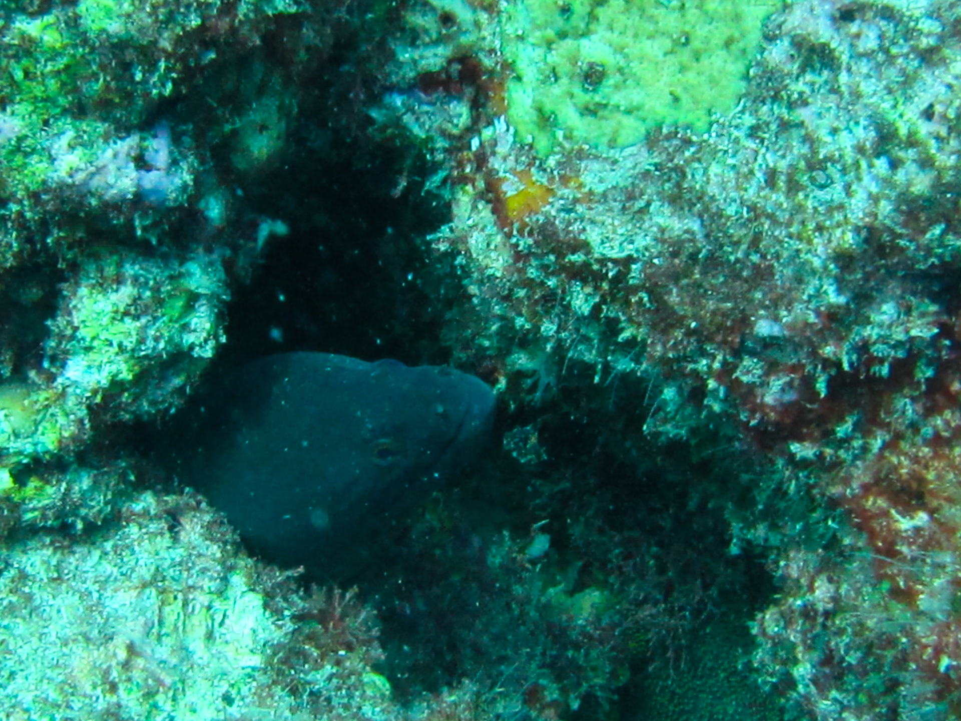 Moray eel