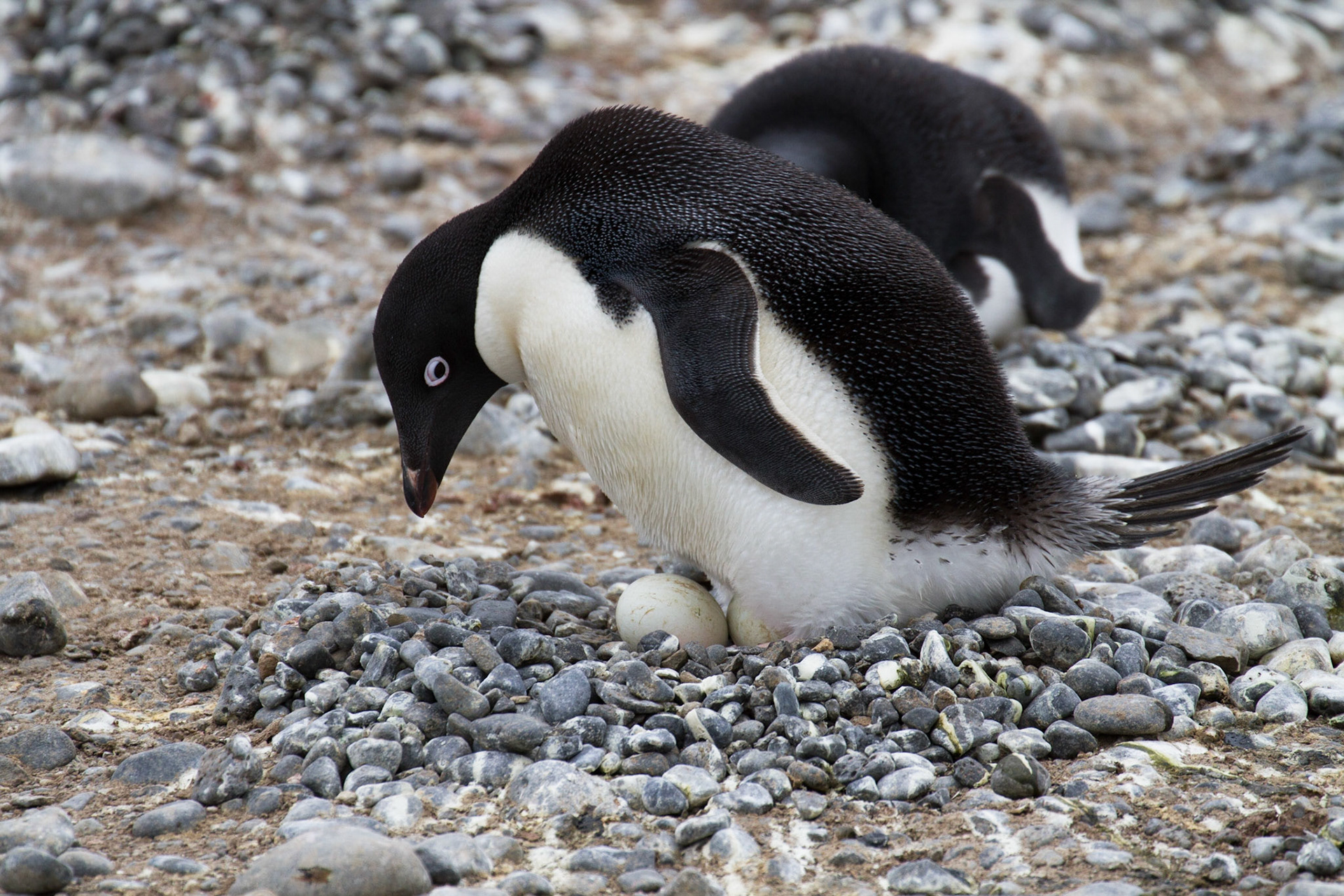 Adelie penguin incubating eggs