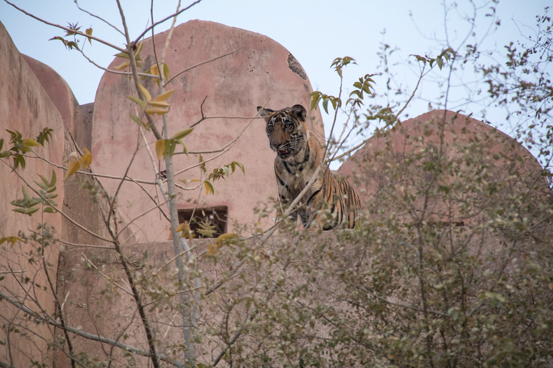 Tiger cub on top of the gate to zone 6