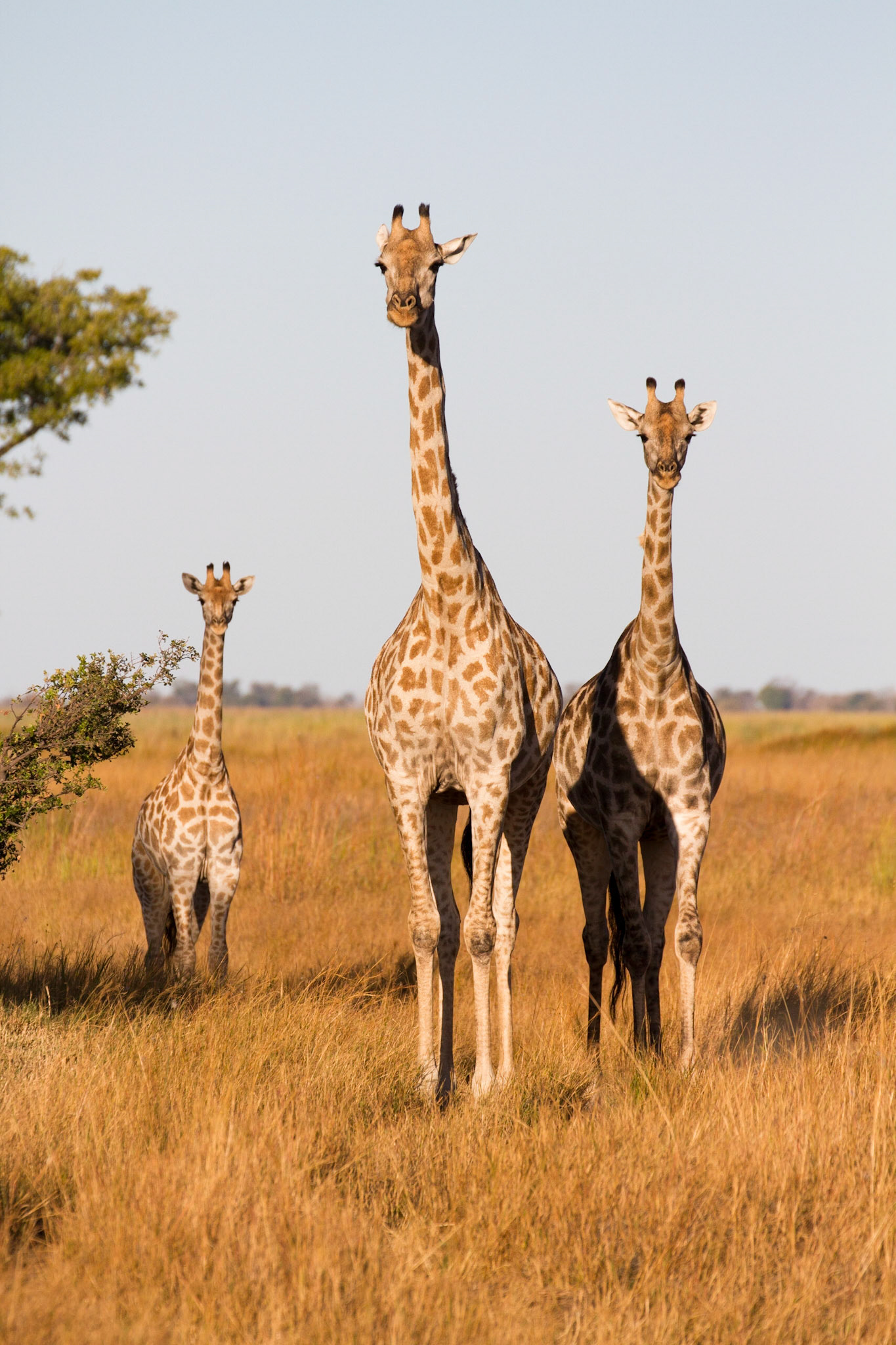 Giraffe family
