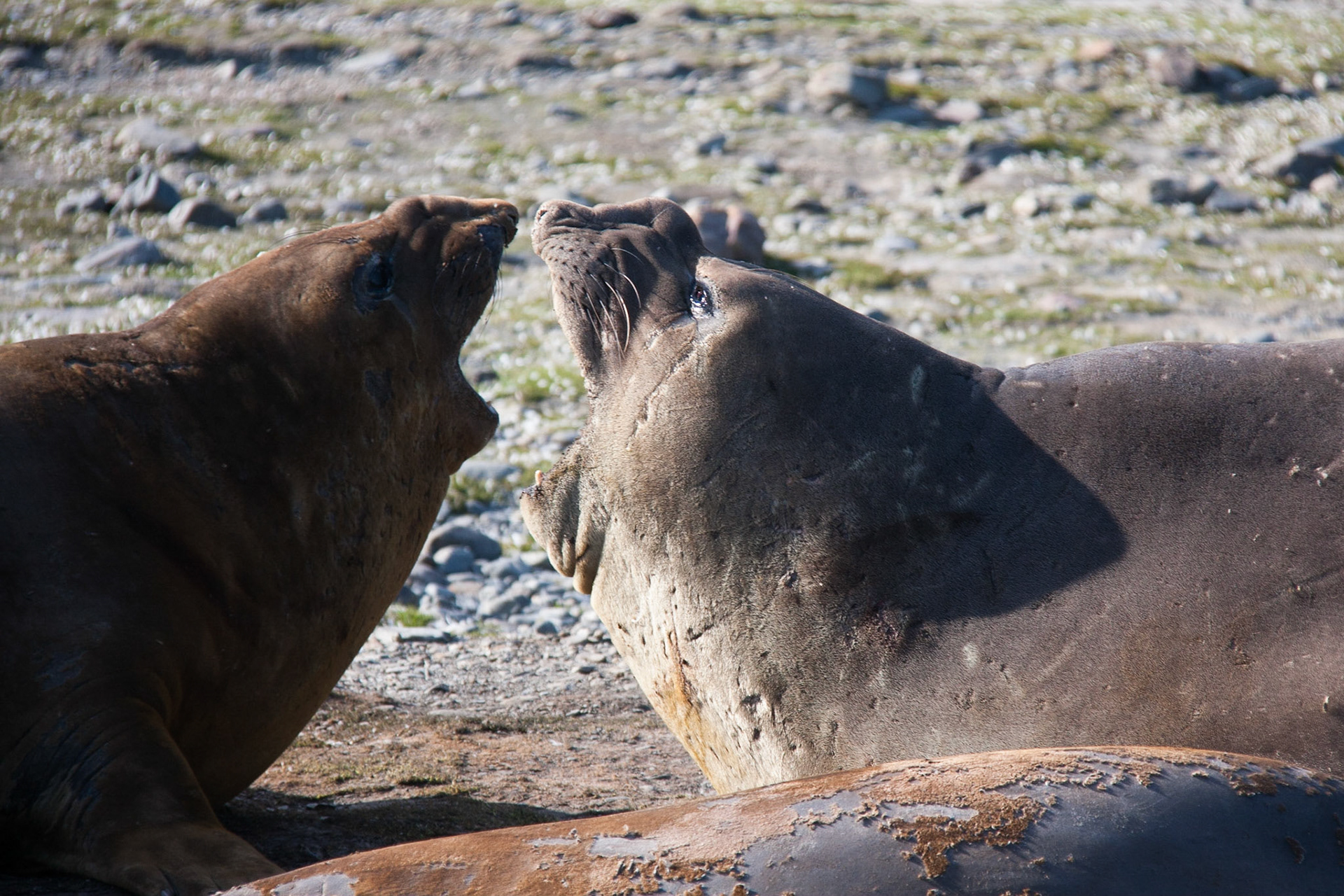 Elephant seals