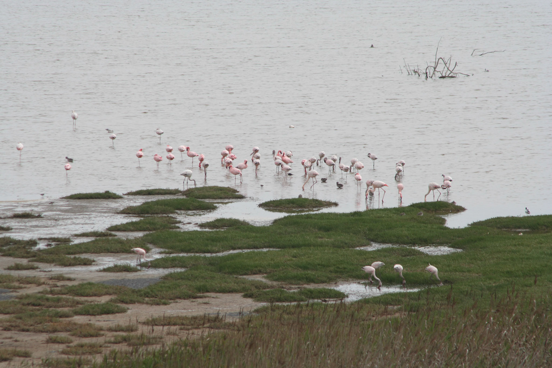 Flamingoes just outside Swakopmund
