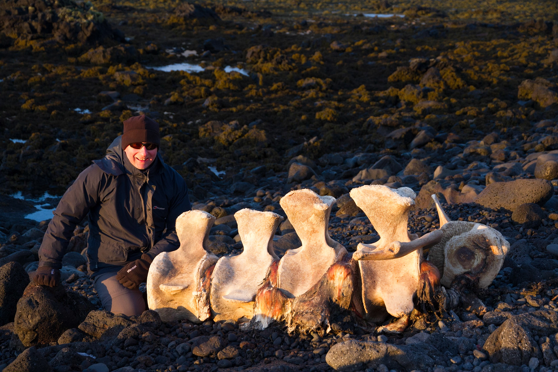 With a sperm whale backbone
