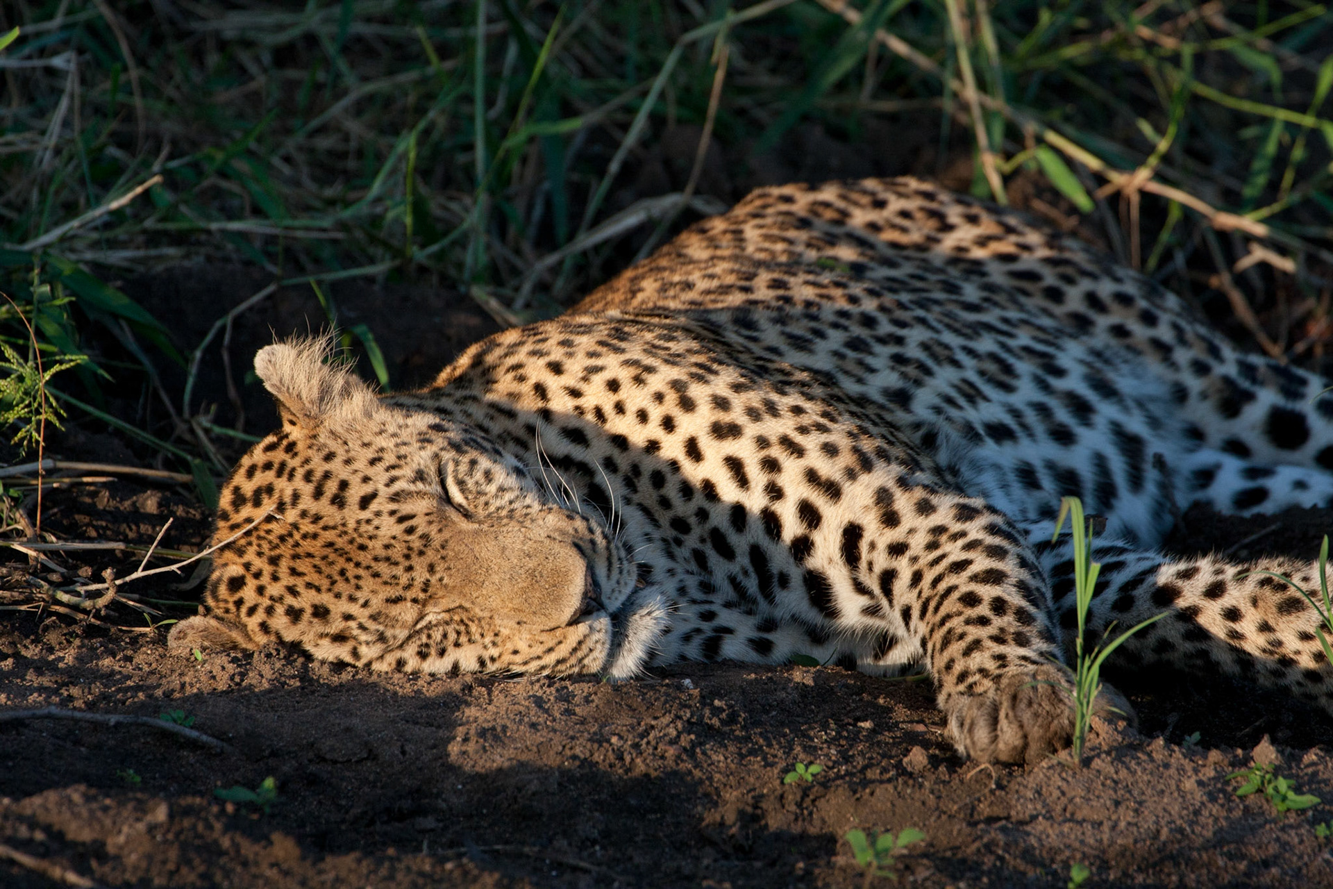 Male leopard