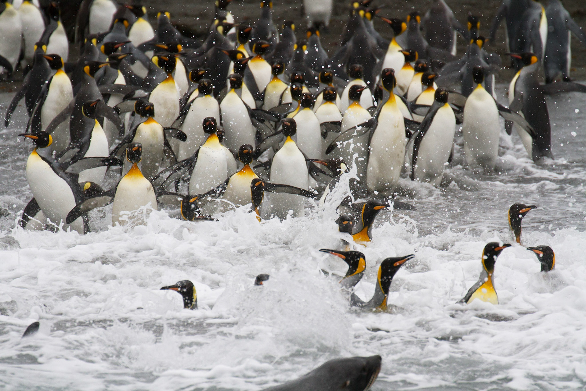 King penguins in the sea