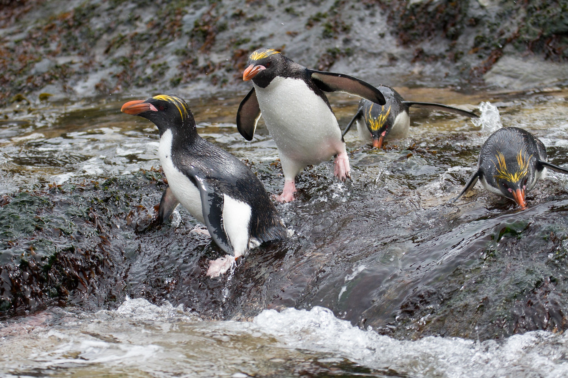 Macaroni penguins