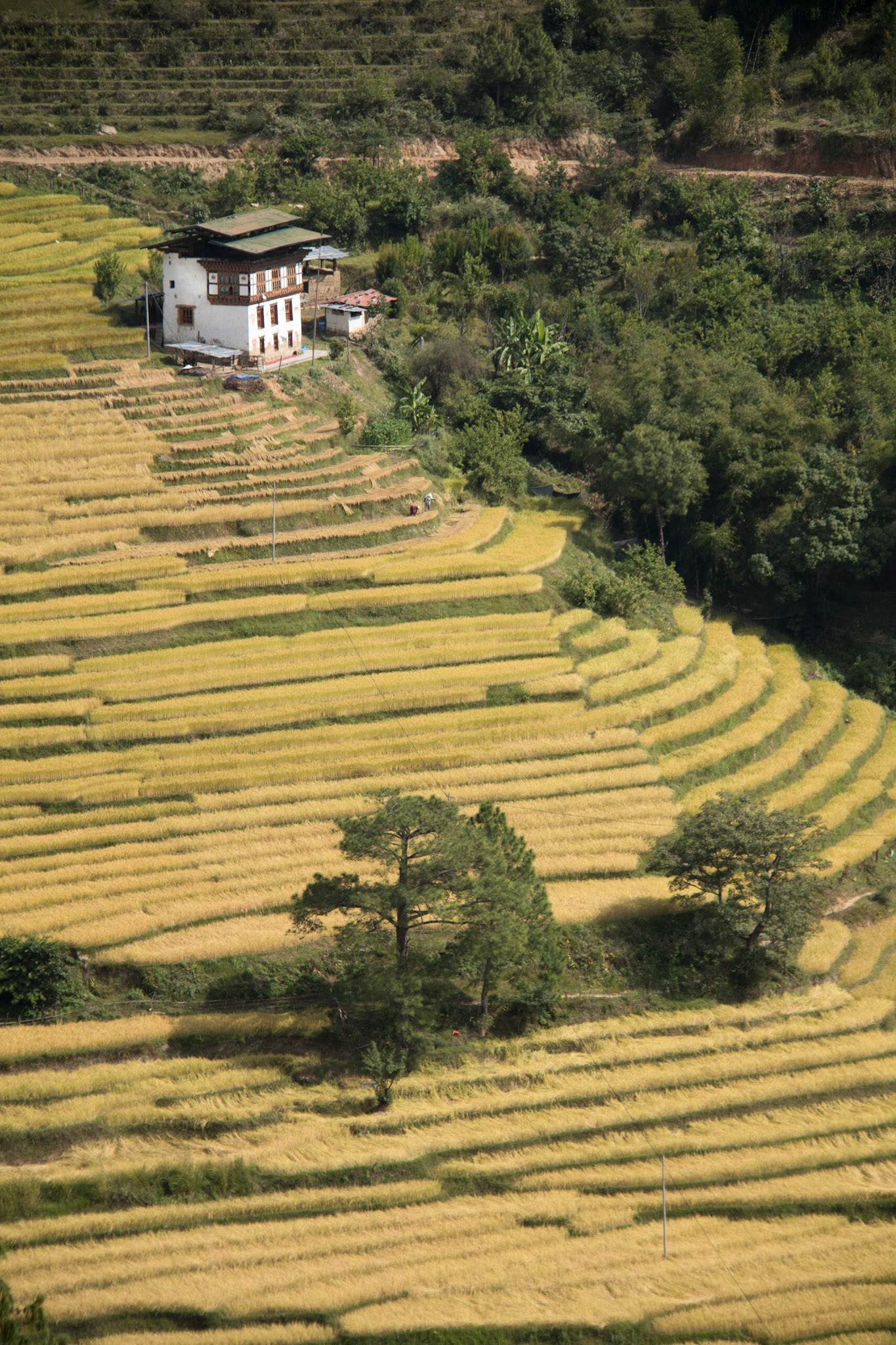 Rice terraces