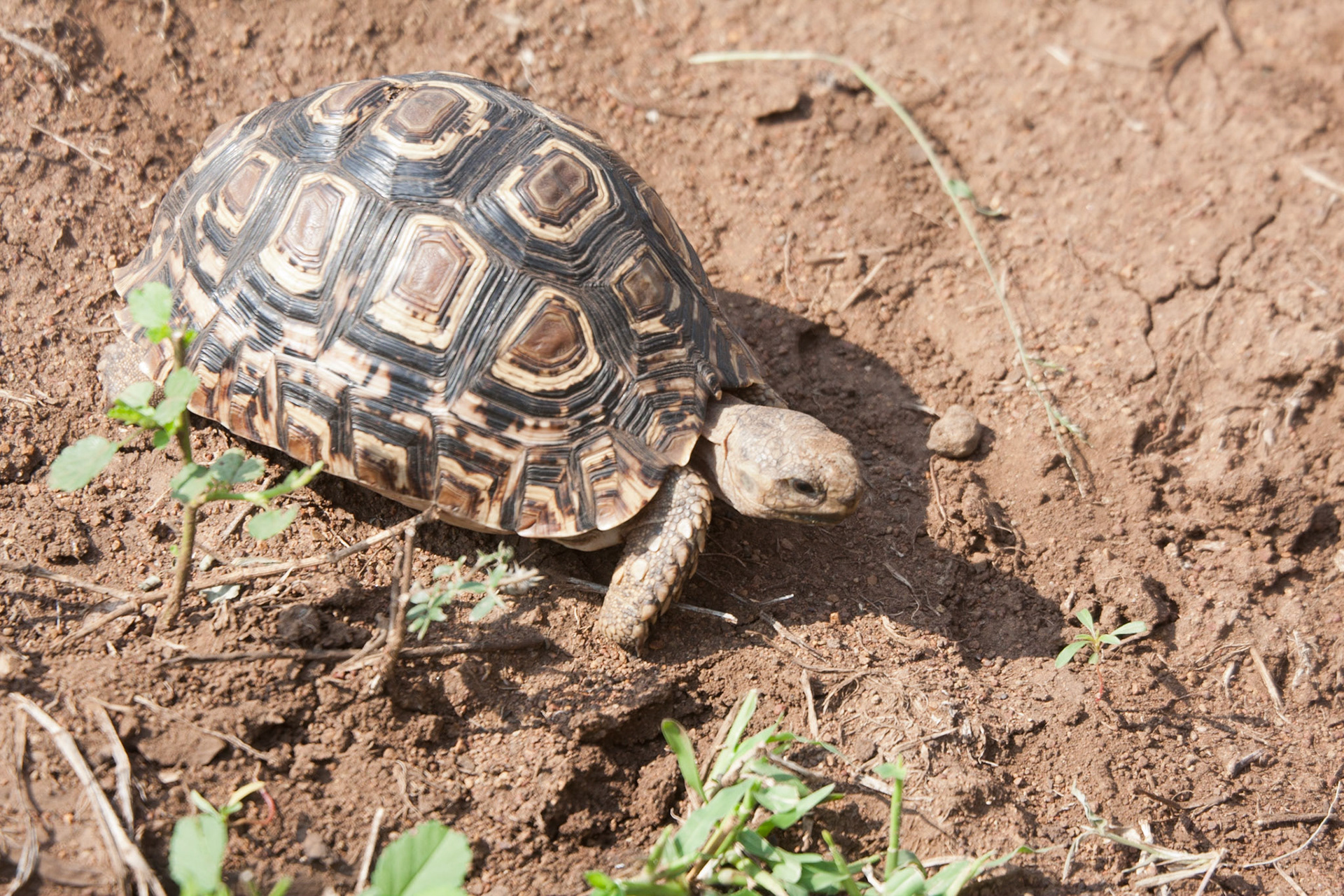 Leopard tortoise