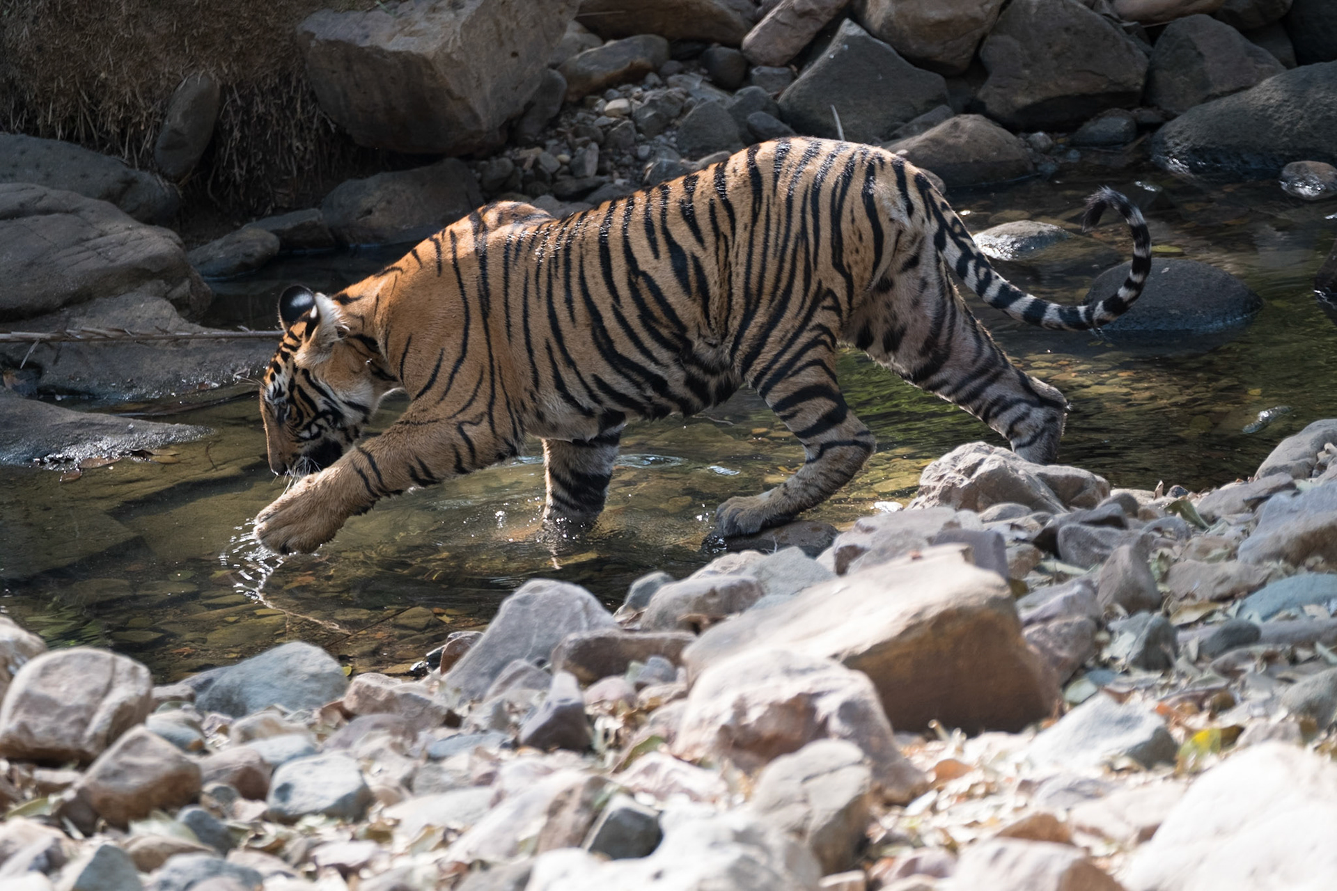 Tiger cub, Ranthambore zone 2