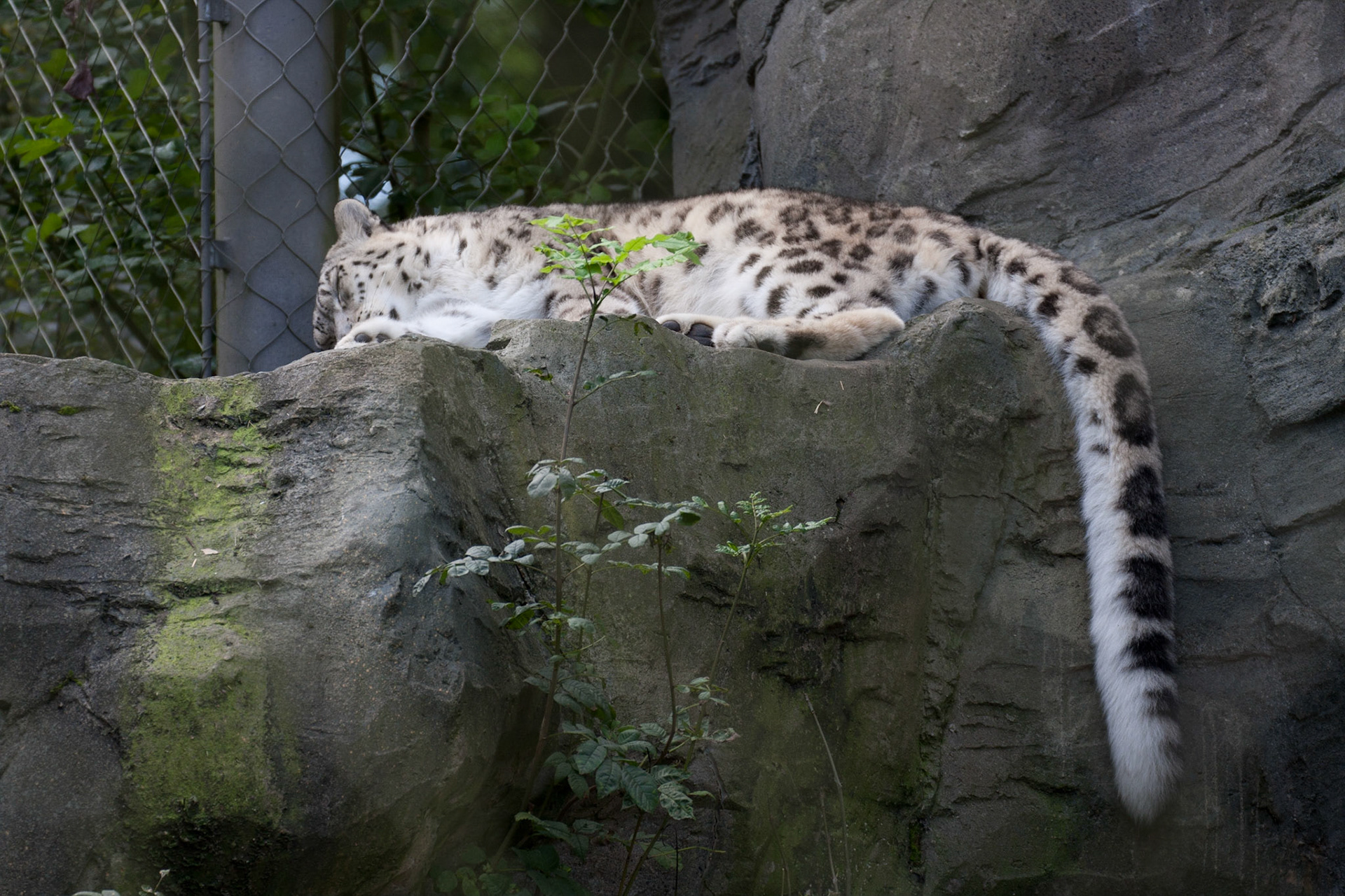 Female snow leopard