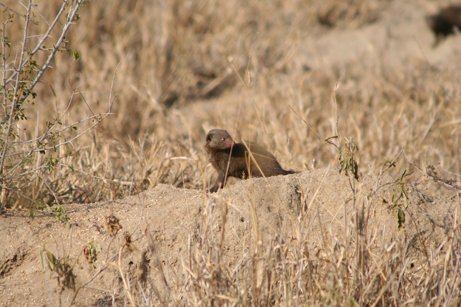 Dwarf mongoose