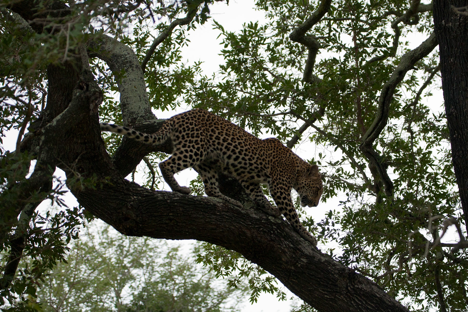 Female leopard cub