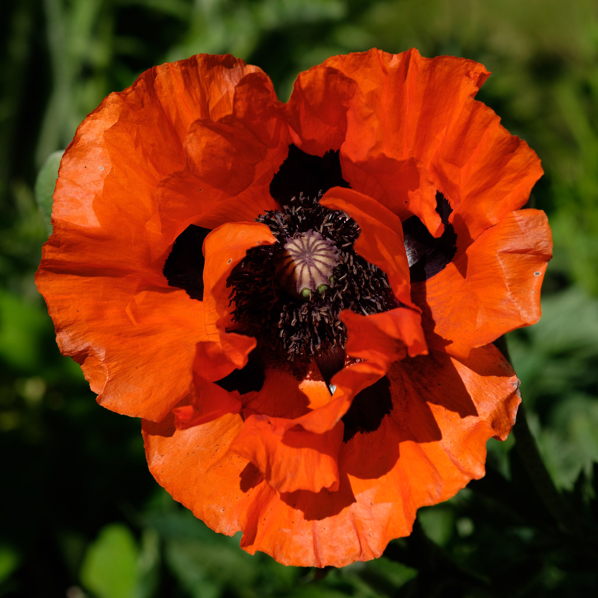Poppy
