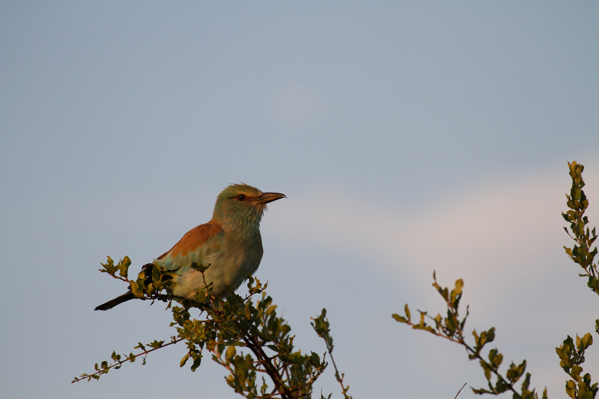 European roller
