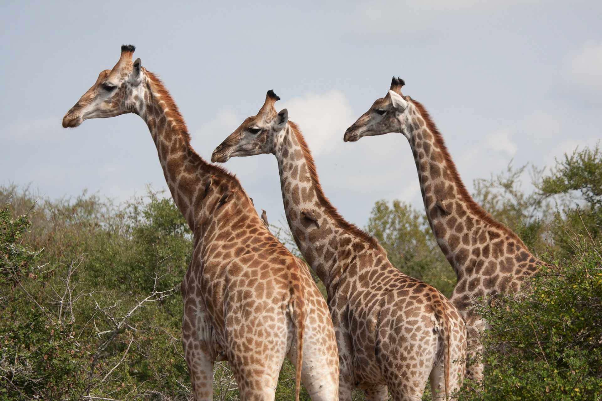 Male giraffes