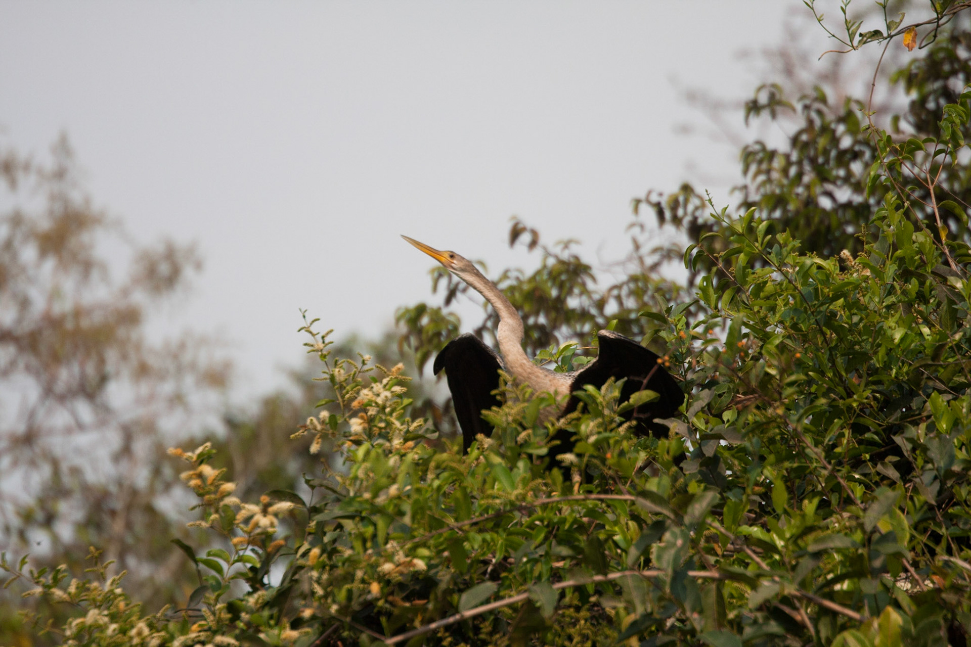 Anhinga