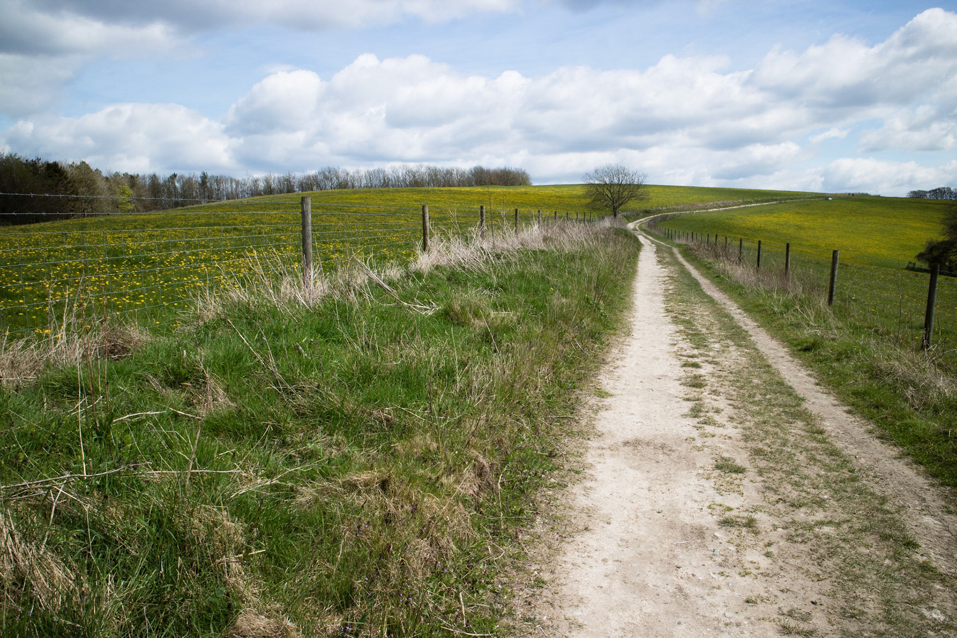 South Downs Way: Harting Downs to Cocking, fields of dandelions!