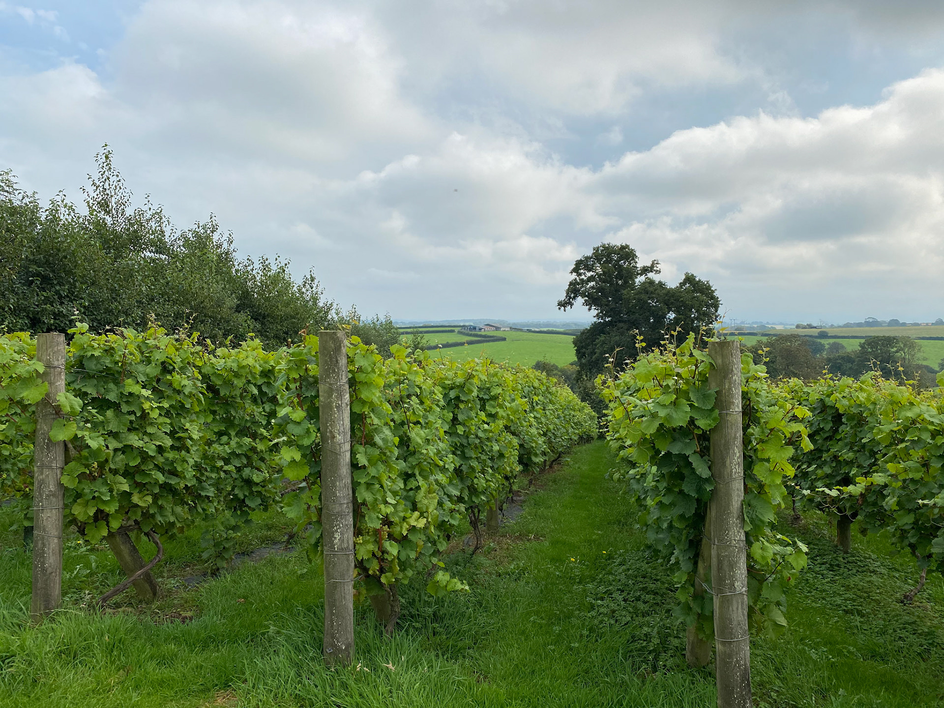 Ten Acres Vineyard