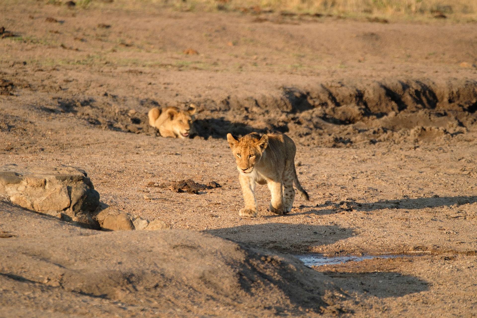 Stalking its sibling!