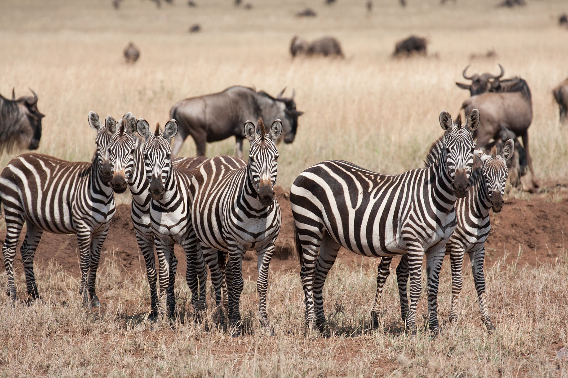 Under surveillance by zebras!
