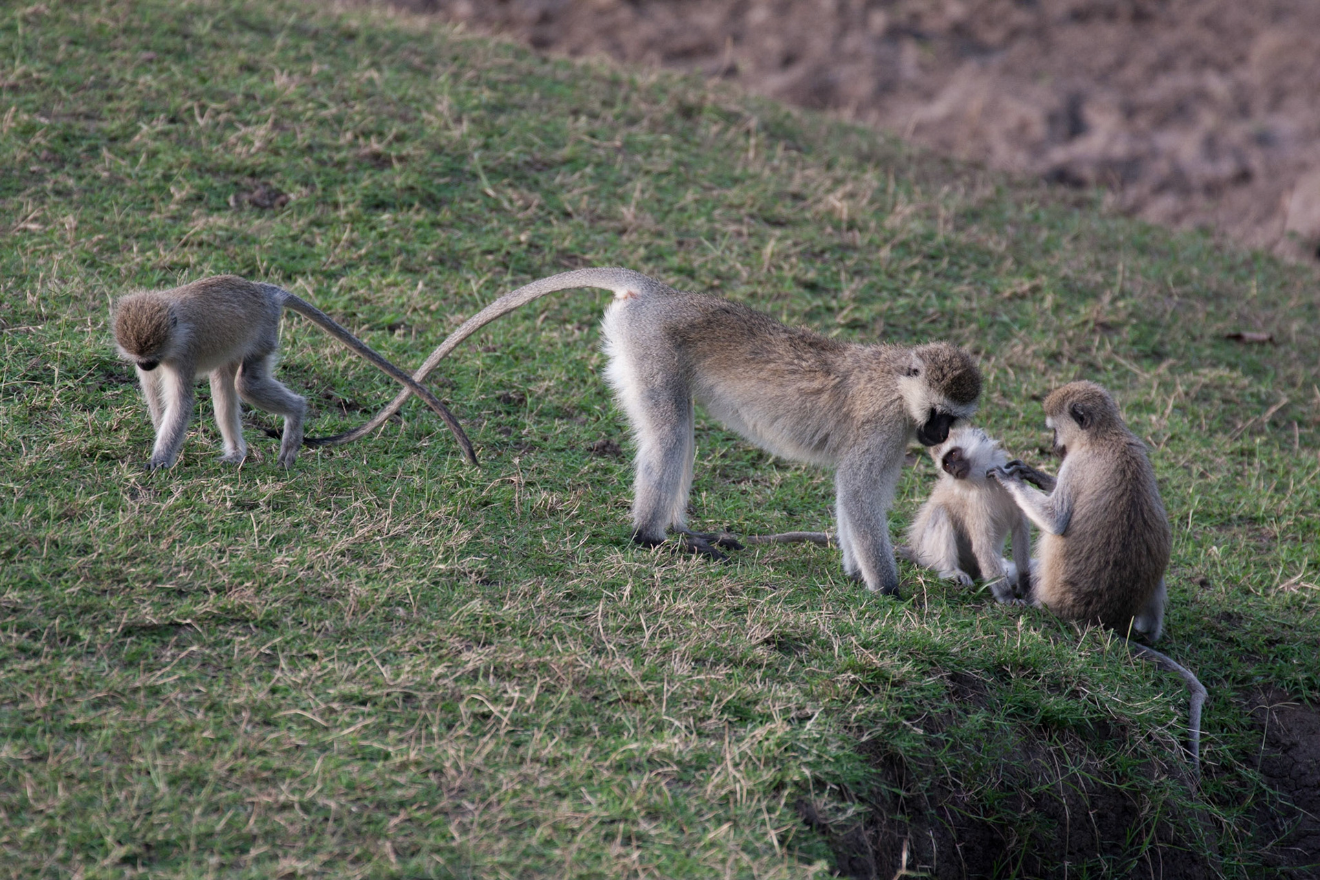Vervet monkeys