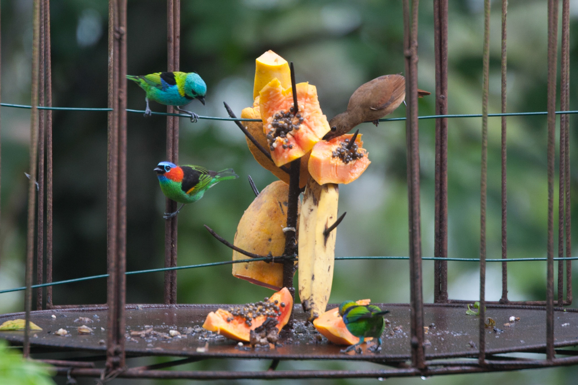 Red-necked and green-headed tanagers at Pousada Picinguaba