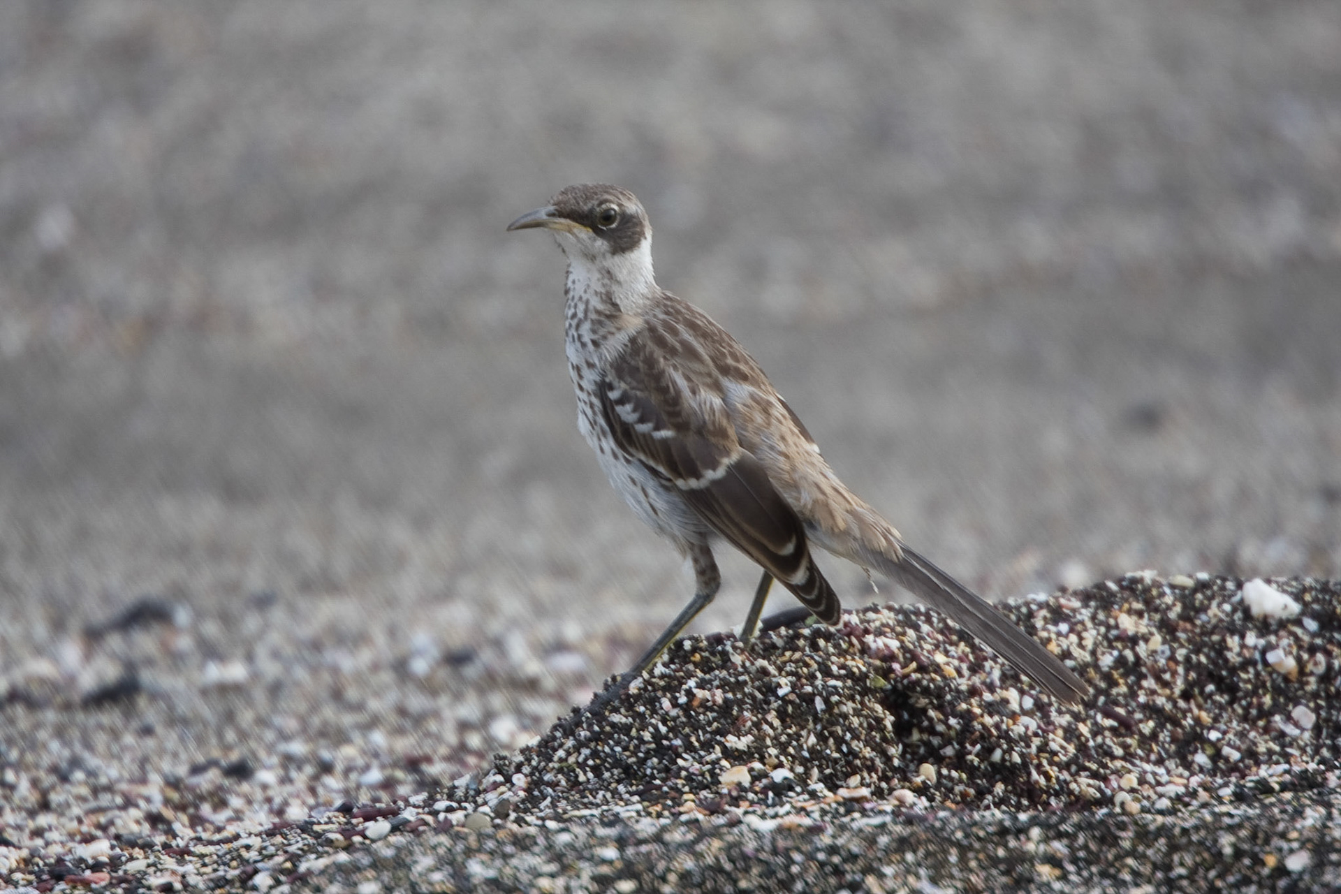 Galapagos mocking bird