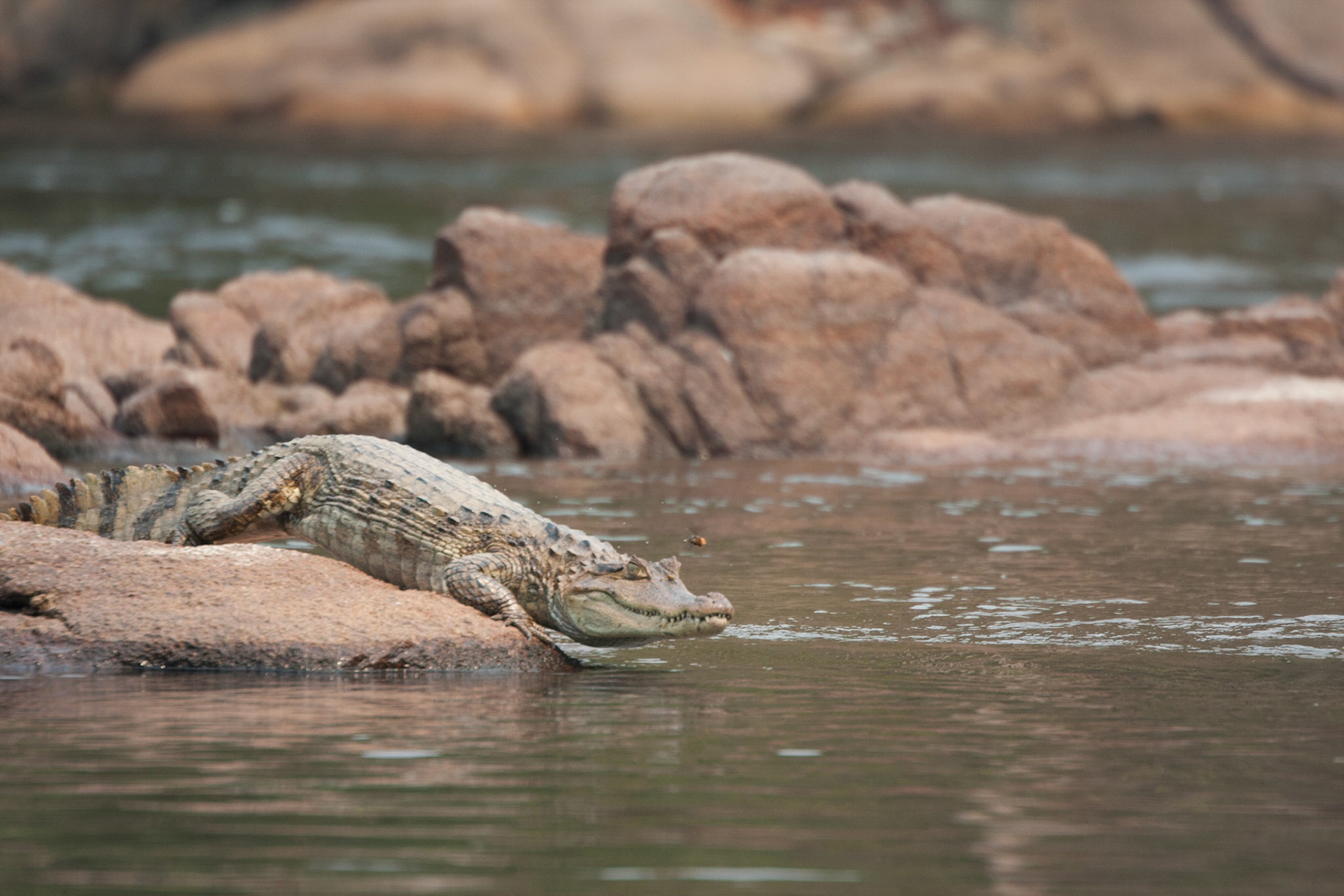 Spectacled caiman