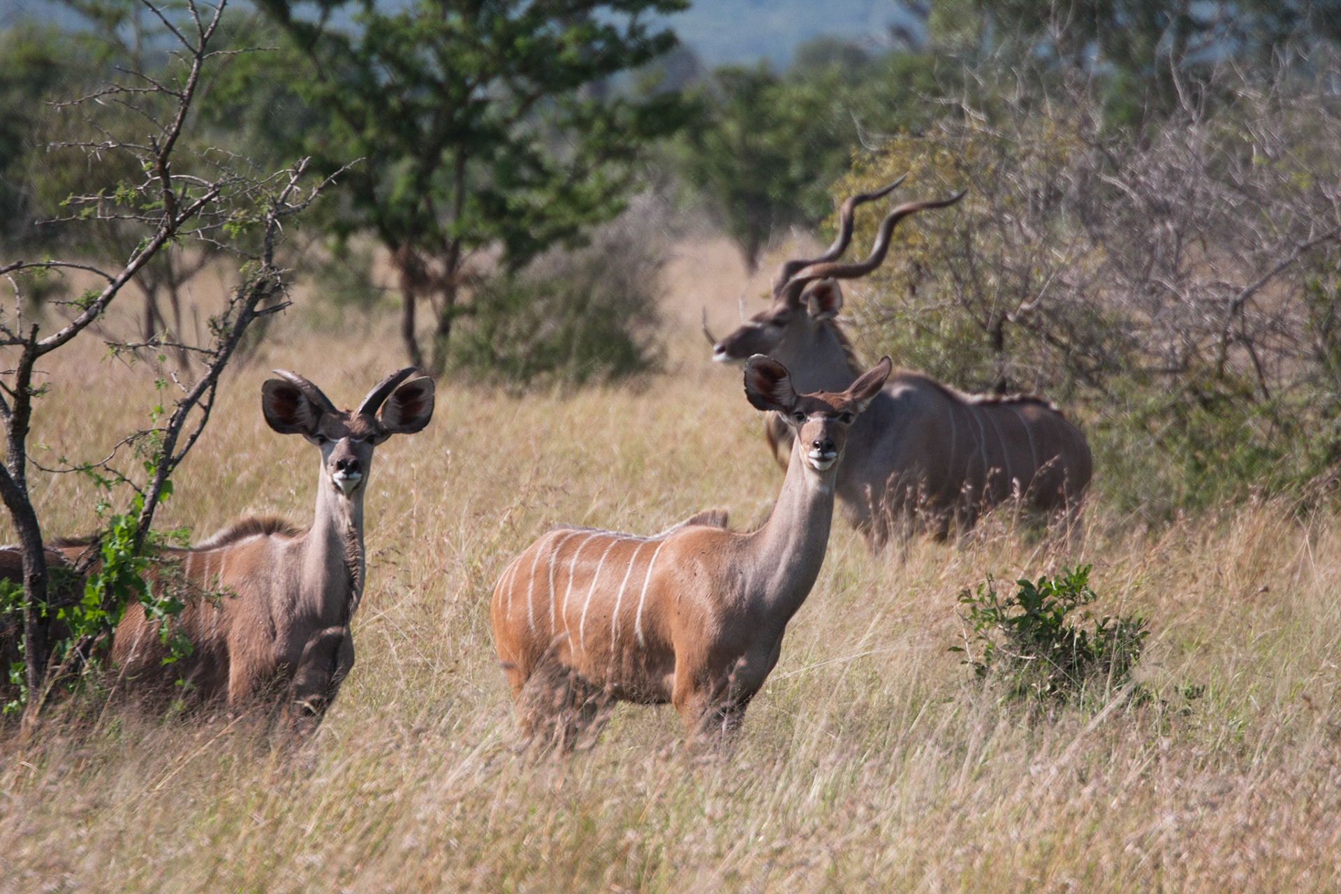 Kudu
