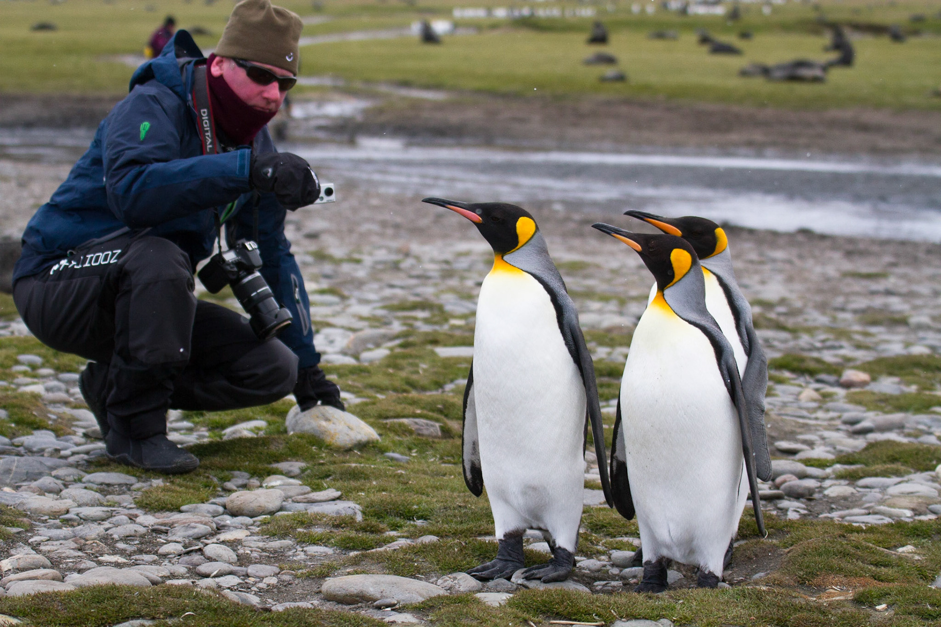 Inquisitive king penguins