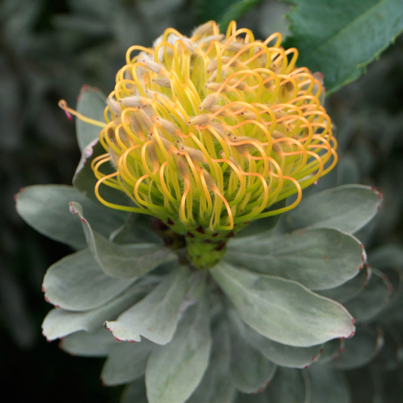 Silverleaf Wheel Pincushion