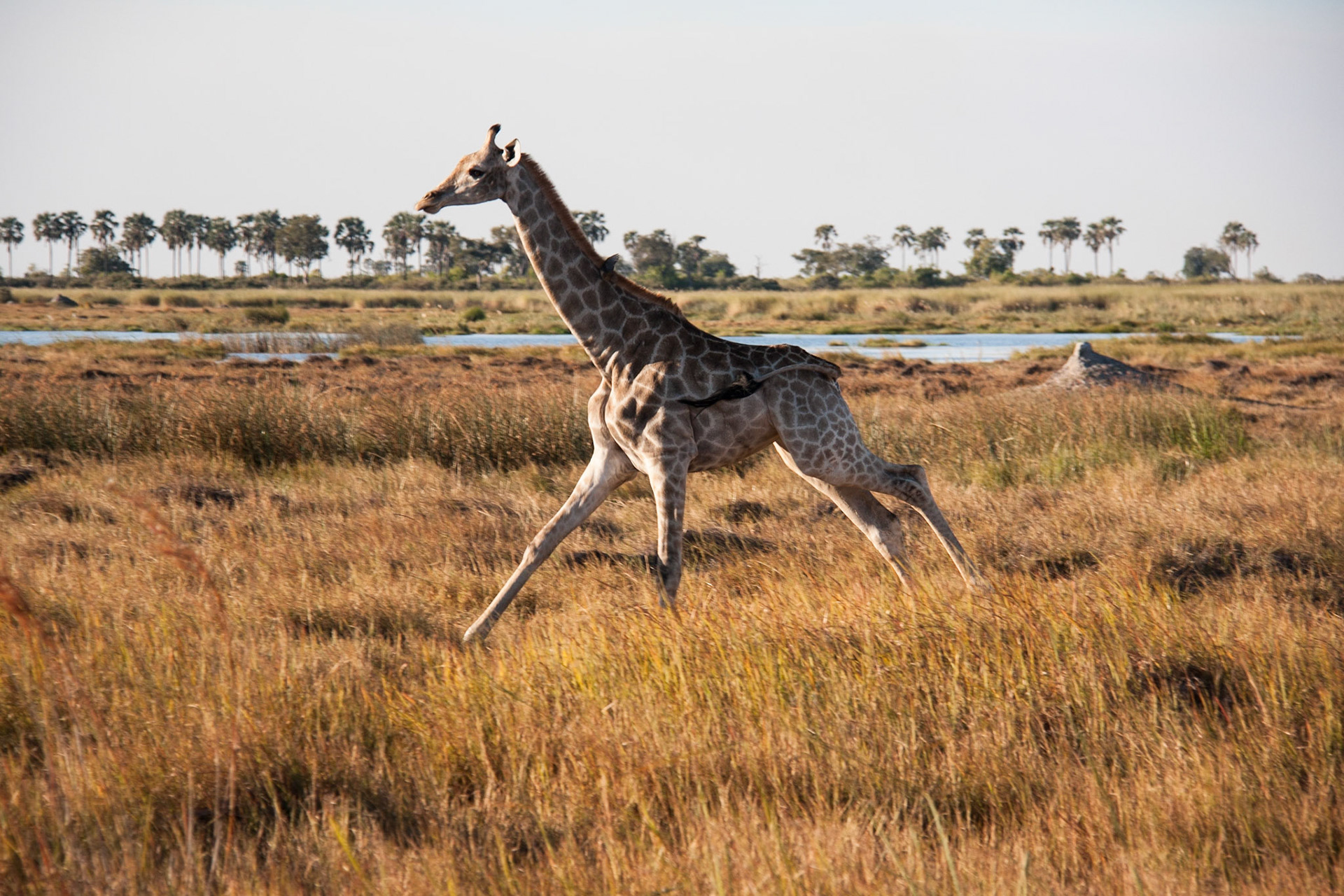 Giraffe running