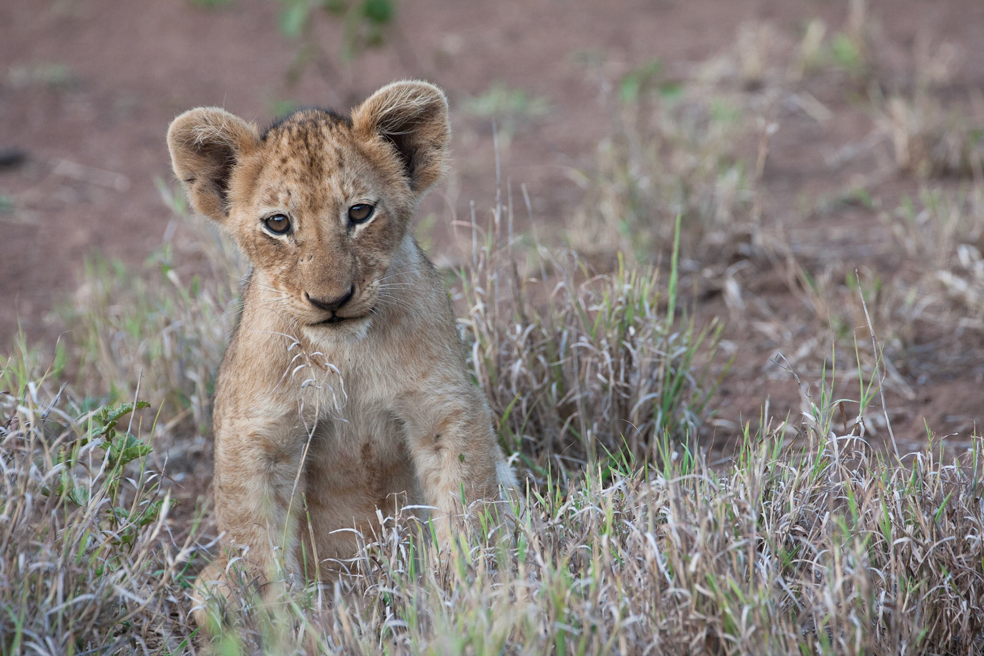 Tiny lion cub