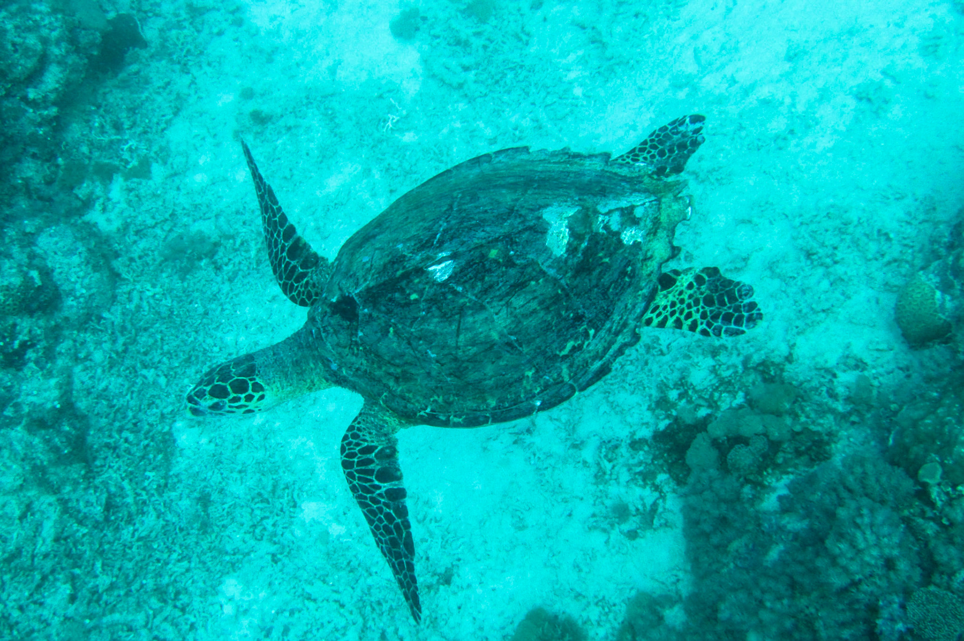 Hawksbill turtle