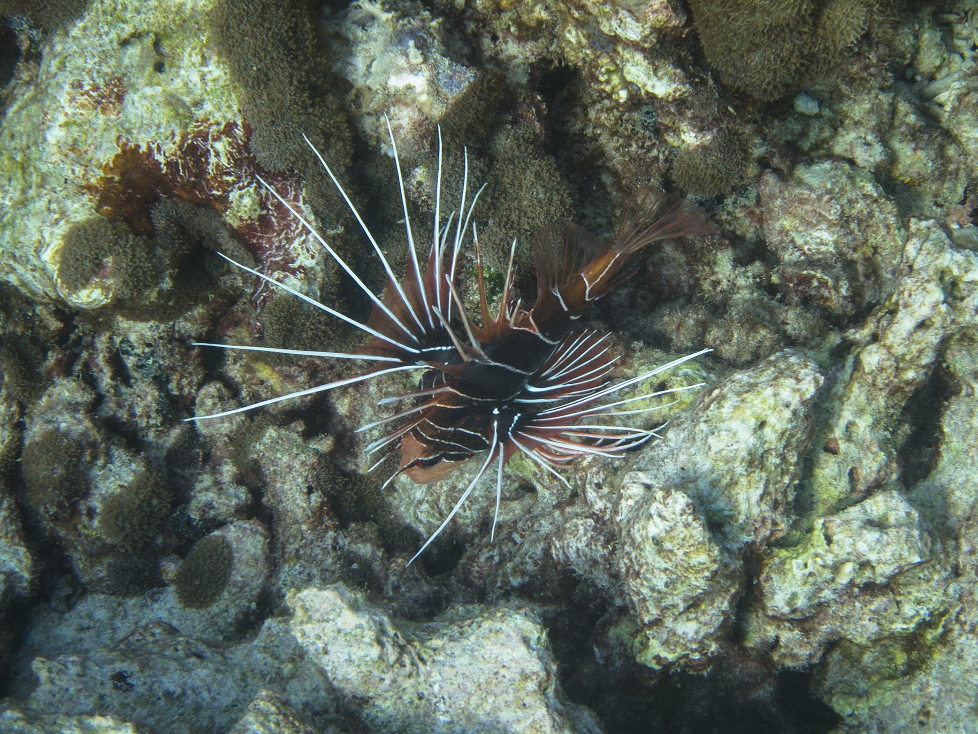 Clear fin lion fish