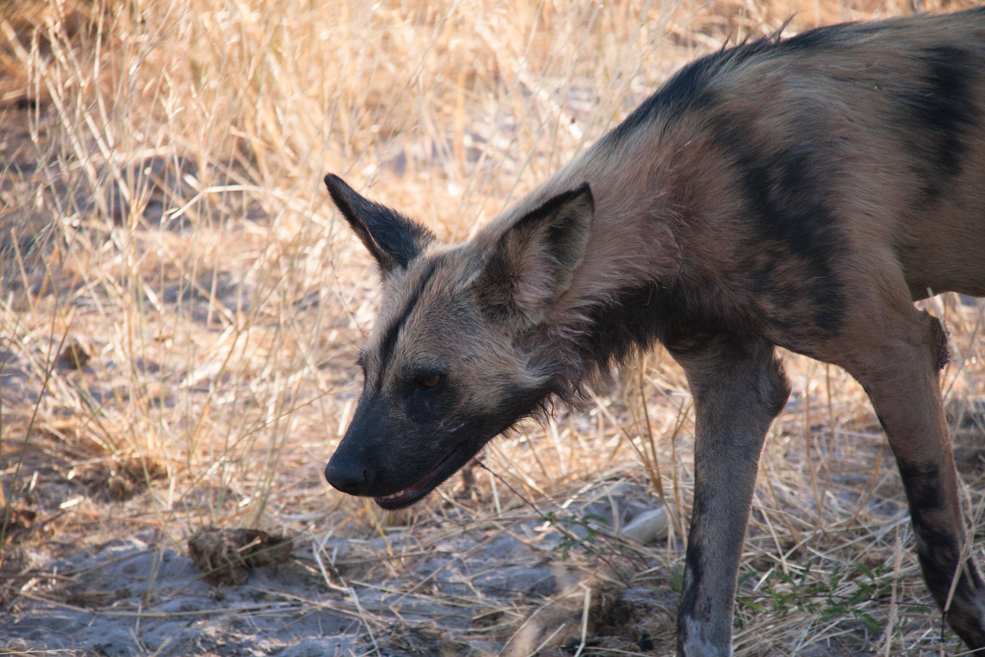 Wild dog at Selinda