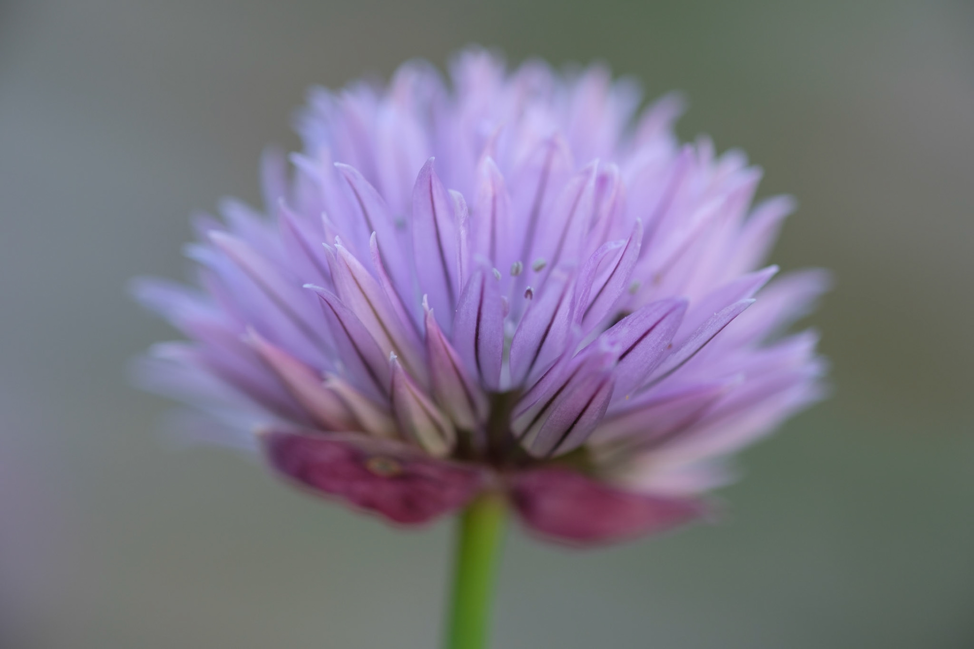 Chive flower