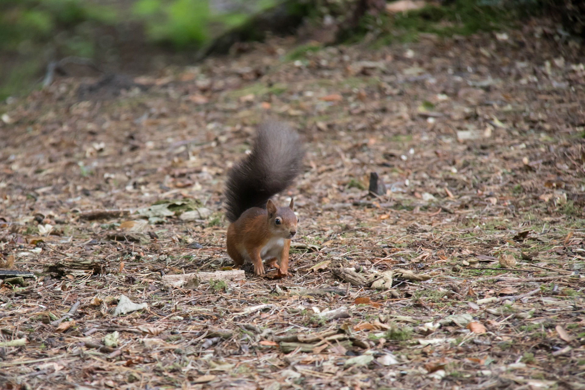 Red squirrel in the woods, Brownsea Island