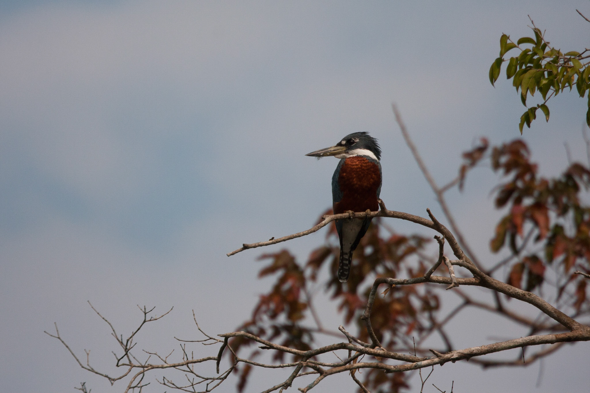 Male ringed kingfisher