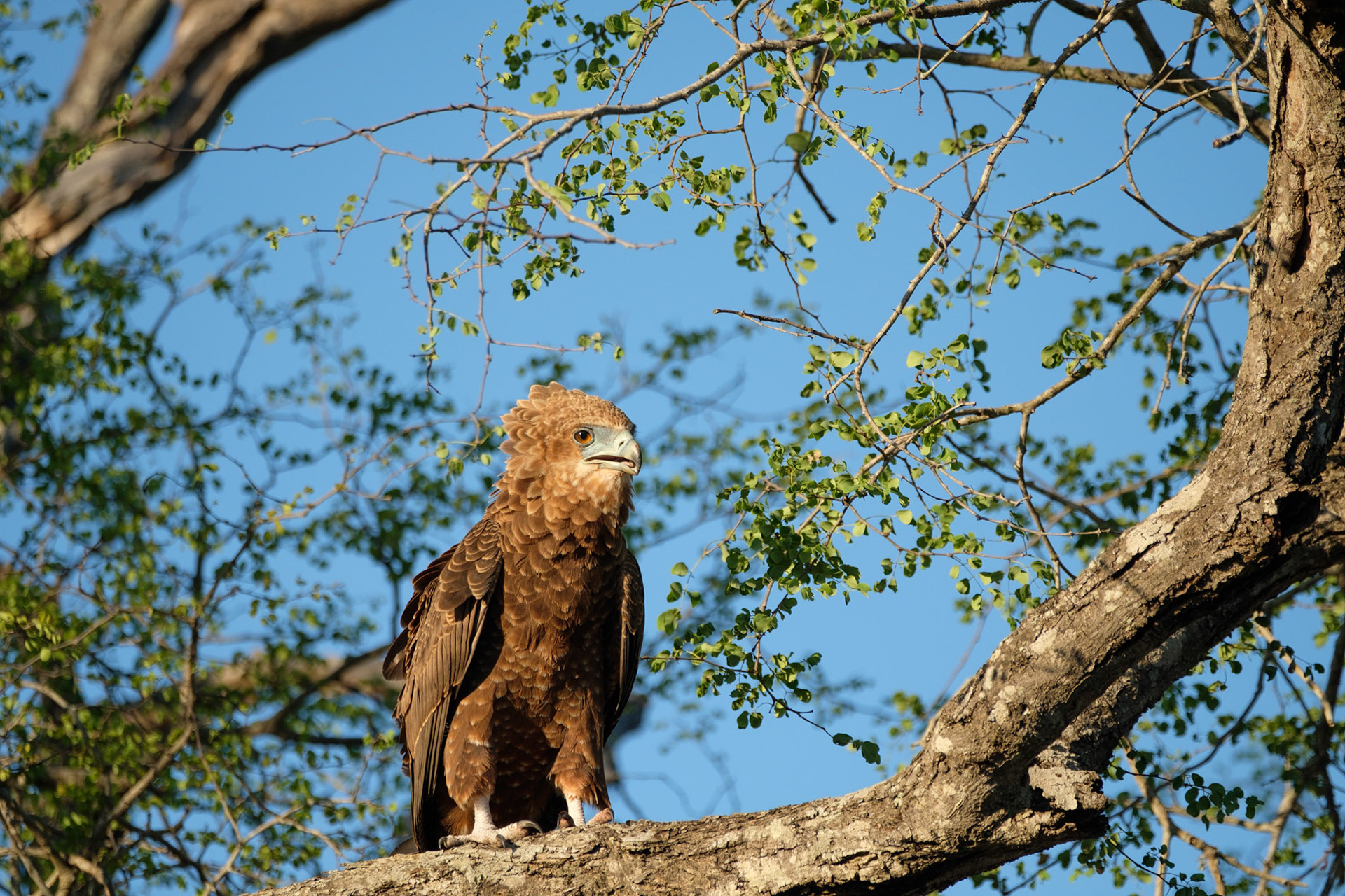 Juvenile Bateleur eagle